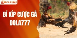 Bí kíp cược gà DOLA777
