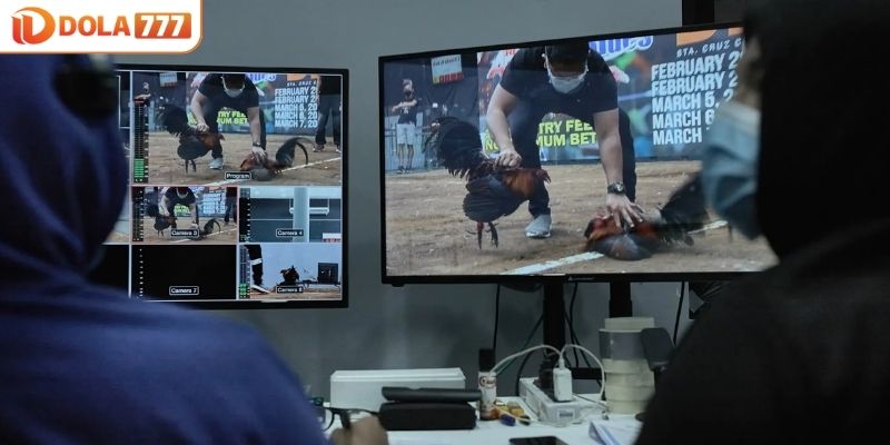 Các kèo cược gà diễn ra nhanh chóng và hấp dẫn