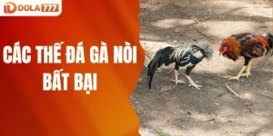 Các thế đá gà nòi bất bại