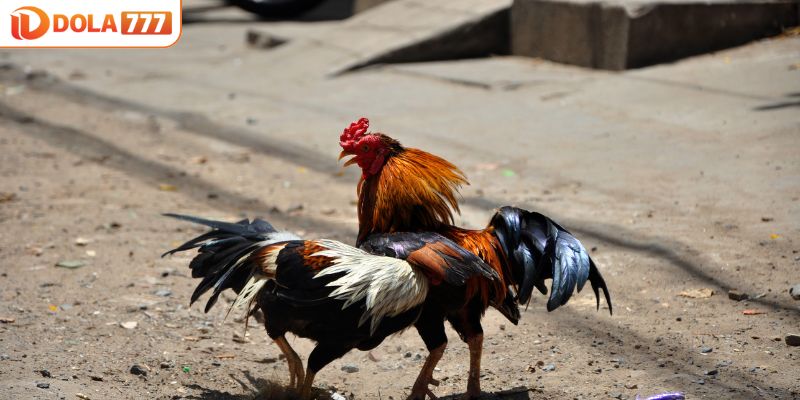 Các thế đá gà nòi bất bại phổ biến
