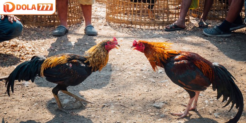 Chia nhỏ nhưng không dàn trải vốn