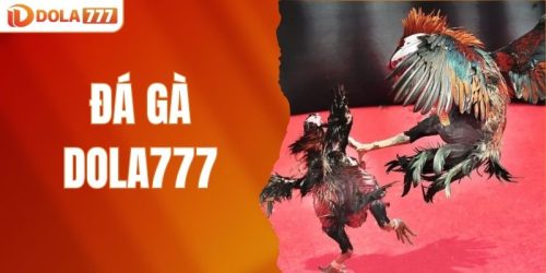 đá gà DOLA777