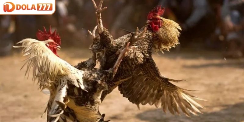 DOLA777 mang tới nhiều dạng kèo cược đá gà