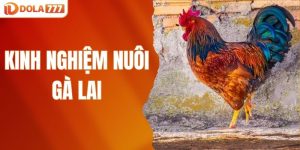 Kinh nghiệm nuôi gà lai