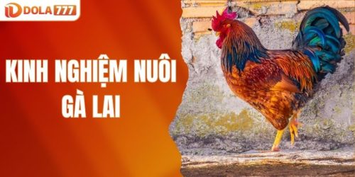 Kinh nghiệm nuôi gà lai