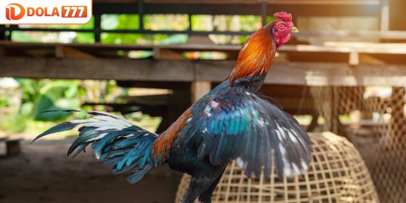 Kinh nghiệm nuôi gà lai là chọn giống chuẩn