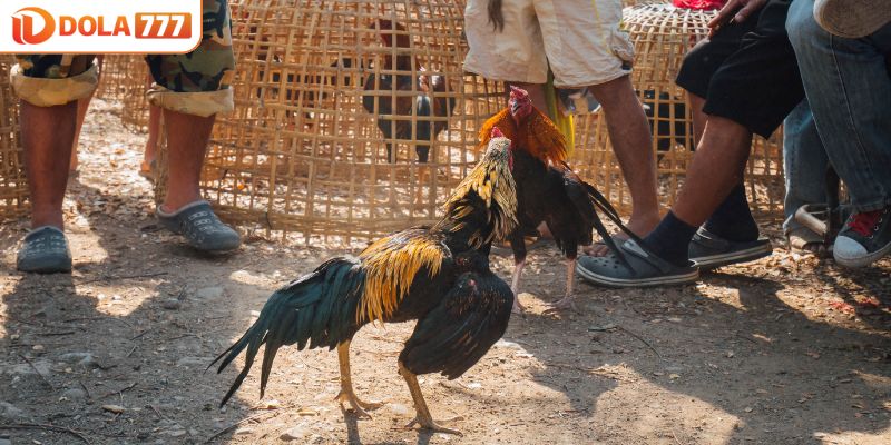 Lưu ý khi áp dụng các thế đá gà nòi bất bại