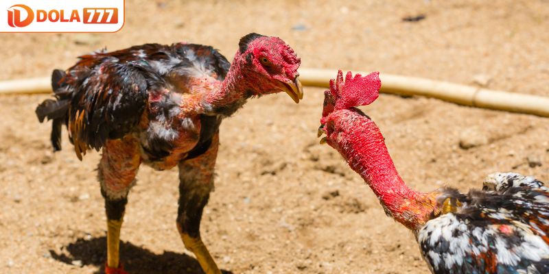 Lý do anh em nên xem đá gà online miễn phí