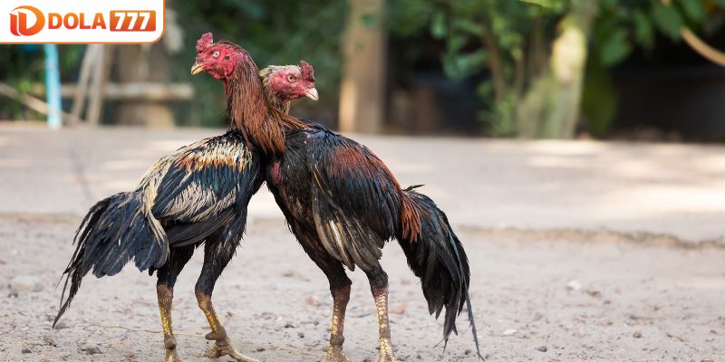 Tăng khả năng kiểm soát cho chiến kê