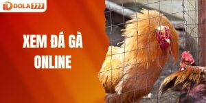 Xem đá gà online